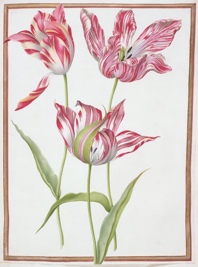 Trois tulipes 